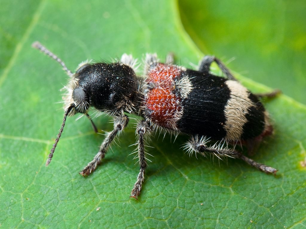 Clerus mutillarius Fabricius, 1775